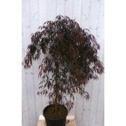 Japanse esdoorn rood blad stamhoogte 80 cm