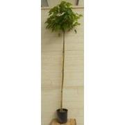 Catalpa bungei 250 cm