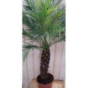 Phoenix Roebelenii Dwergdadelpalm Palmboom 120 cm (kan binnen en zomer...