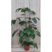 Kamerplant Schefflera Amate