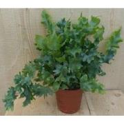 Phlebodium Varen Rullendblad