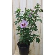 Hibiscus struik Roze 40 cm