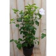 Hibiscus struik Wit 40 cm