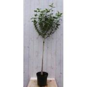 Hibiscus op stam Blauw 180 cm stam 80 cm