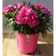 3 stuks! Anjer roze