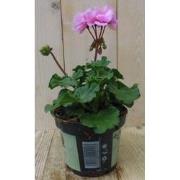3 stuks! Geranium roze