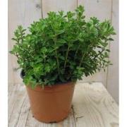 Marjolein
