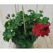 3 stuks! Hanggeranium rood
