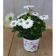 3 stuks! Spaanse margriet wit