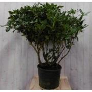 Rododendron 120 cm rood