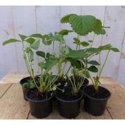 Zes stuks! Aardbei-plantjes