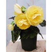 3 stuks! Knolbegonia geel