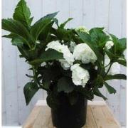 Hortensia Hydrangea wit groot 80 cm