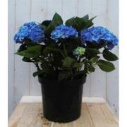 Hortensia Hydrangea blauw groot 80 cm