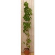 Druif Vitis eetbaar