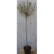 mini sering syringa meyeri roze bloemen op stam