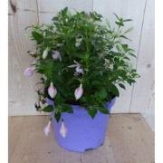 Fuchsia in grote pot licht roze varianten