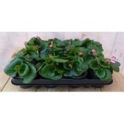 Begonia's per bak 12 stuks roze