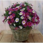 Magriet roze in mand