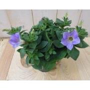 3 stuks! Petunia lichtpaars