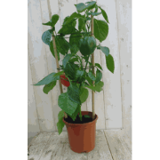 Paprikaplant rood GROOT