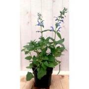 3 stuks - Salvia blauw