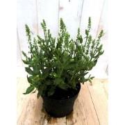 5 stuks - Salvia salie wit