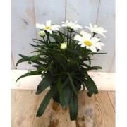 5 stuks - Margriet wit