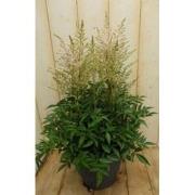 Astilbe wit