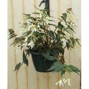 Hangbegonia wit