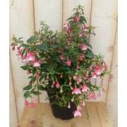 Fuchsia vaste licht-roze