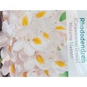 Rhododendron Madame Masson