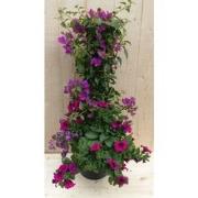 Plastic plantenbak antraciet Bougainvillea roze met zomerbloeiers roze...