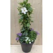 Plastic plantenbak antraciet Dipladenia Mandevilla Sundaville wit met ...