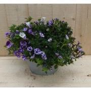 Zinken bakje zomerbloeiers paars/blauw dia. 20 cm