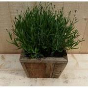 Lavendel in houten bak 22x22 cm