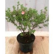 Potentilla rood