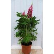 Lupinus roze 50 cm