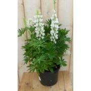 Lupinus wit 50 cm