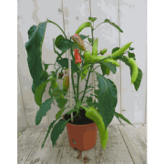 Peperplant GROOT