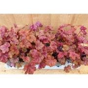 Heuchera Purperklokje 6 potjes per tray kleur rood tinten