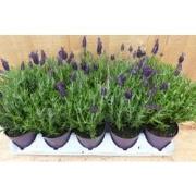 Kuiflavendel 10 potjes in tray kleur paars