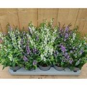 Diascia 10 potjes per tray kleur mix
