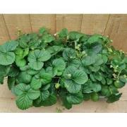 Fragaria Aardbei 10 potjes per tray