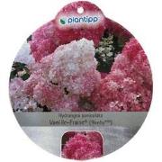 Hortensia Paniculata Vanille-Fraise