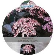 Sambucus nigra Black Beauty sierheester