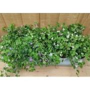 Bacopa s 10 potjes per tray kleur mix
