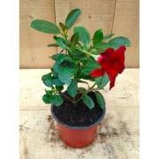 Dipladenia Mandevilla Sundaville mini kleur rood