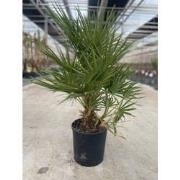 Chamaerops humilis 10 liter pot