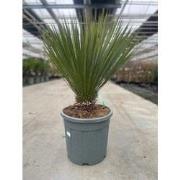 Yucca rostrata 20 liter pot